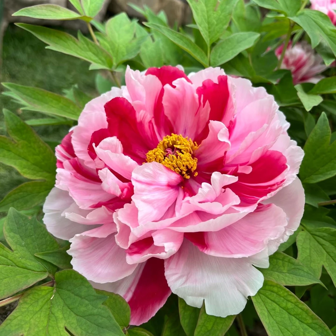 【 岛 锦 】洛阳新世界牡丹基地直发