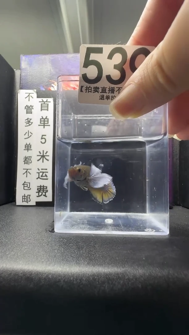 斗鱼母鱼编号：539