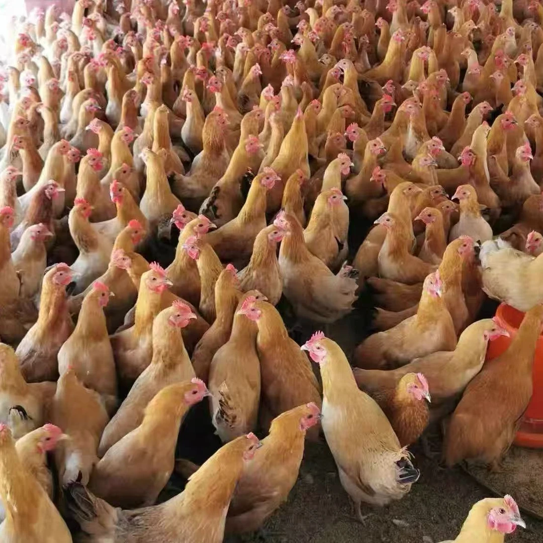 【发4只】农家散养三黄公鸡发货包邮到手4只新鲜单只1.5斤   TH1