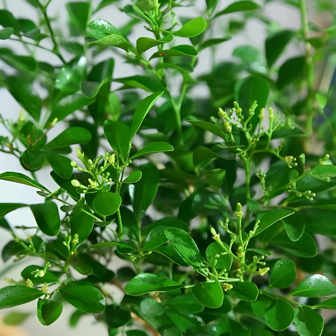 【70-90】九里香盆栽绿植盆栽浓香型客厅阳台室内外驱蚊驱虫植物