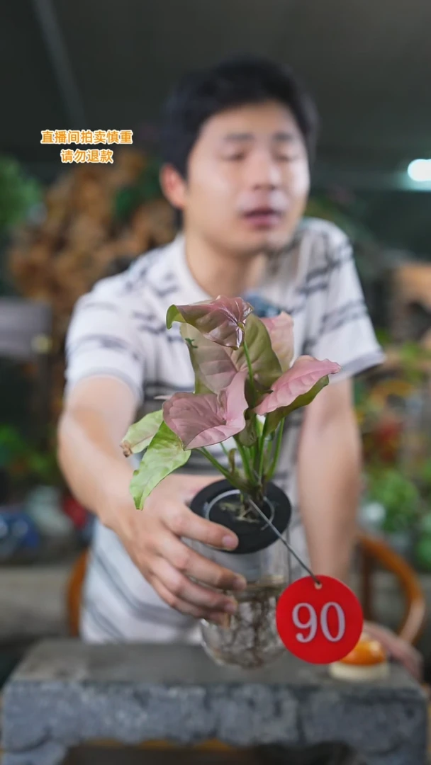 当前无花栽培后可以开花红粉佳人90T