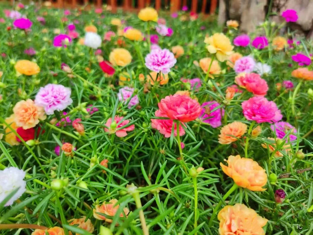 【重瓣太阳花】拍四盆送一盆花园必备套庭院阳台小花园植物