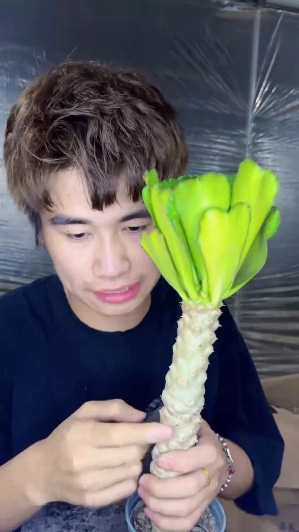 2颗 扇贝麒麟【带根】10-20cm