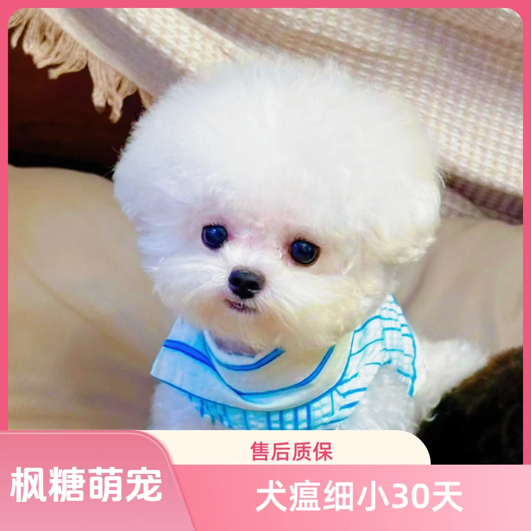 枫糖萌宠韩系比熊甄选