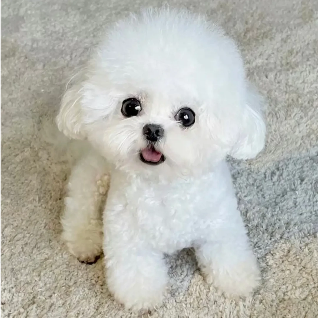 纯种比熊幼犬韩系泰迪熊泰迪雪纳瑞米奇耳约克夏博美小型犬狗狗