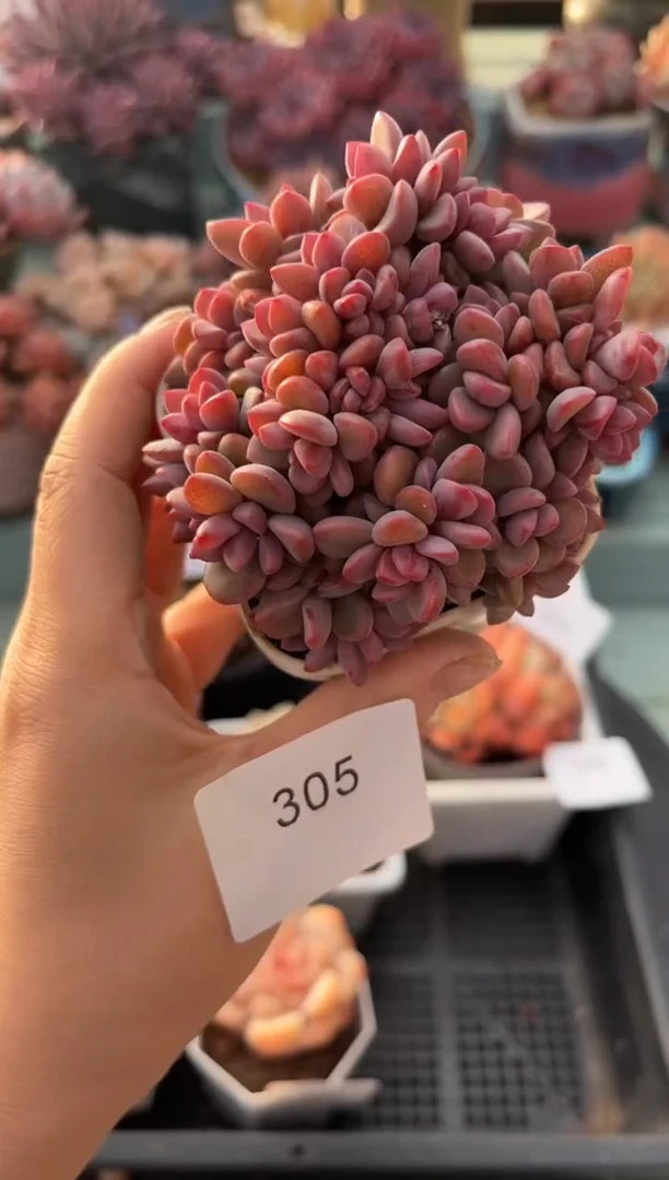 305群生紫星多肉