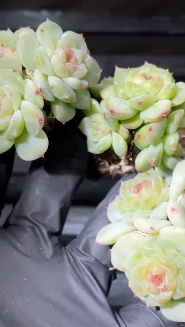 22-44 新珍妮3-4厘米不包整散量拍发一颗