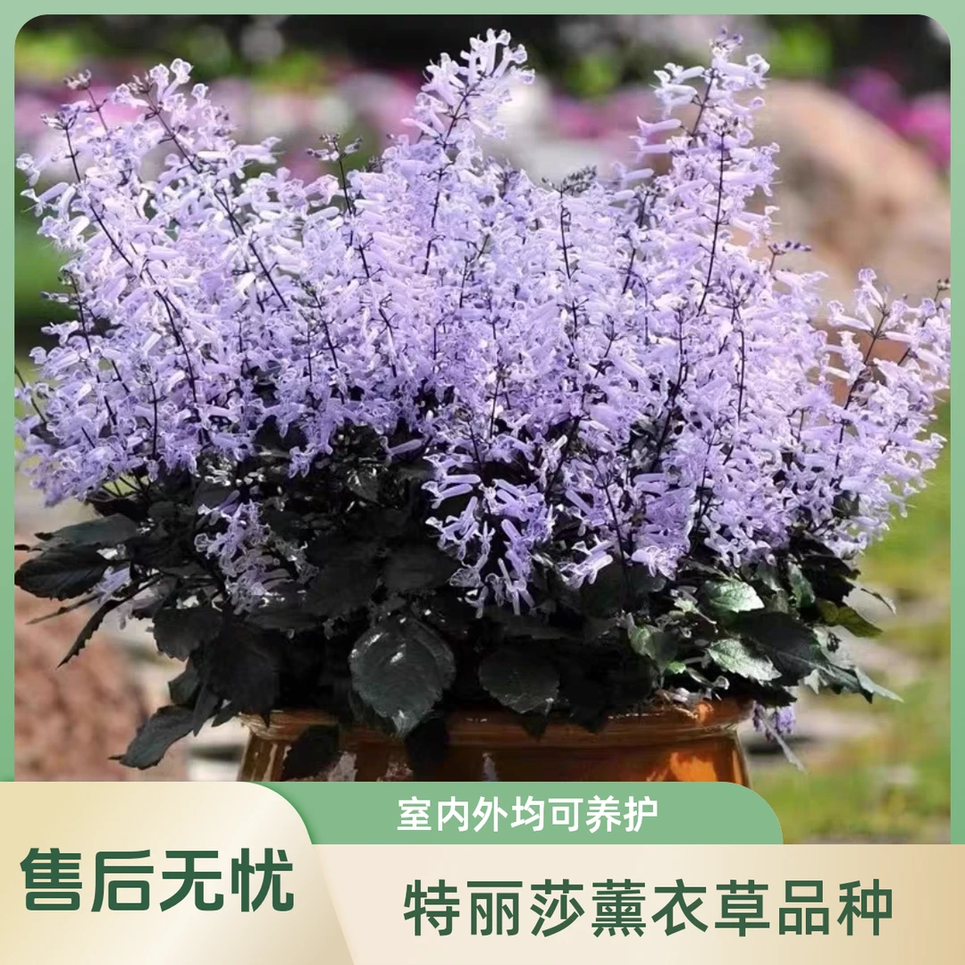 特丽莎菊花鼠尾草吸毒草庭院花卉鲜花盆栽苗开花带花植物植物花卉