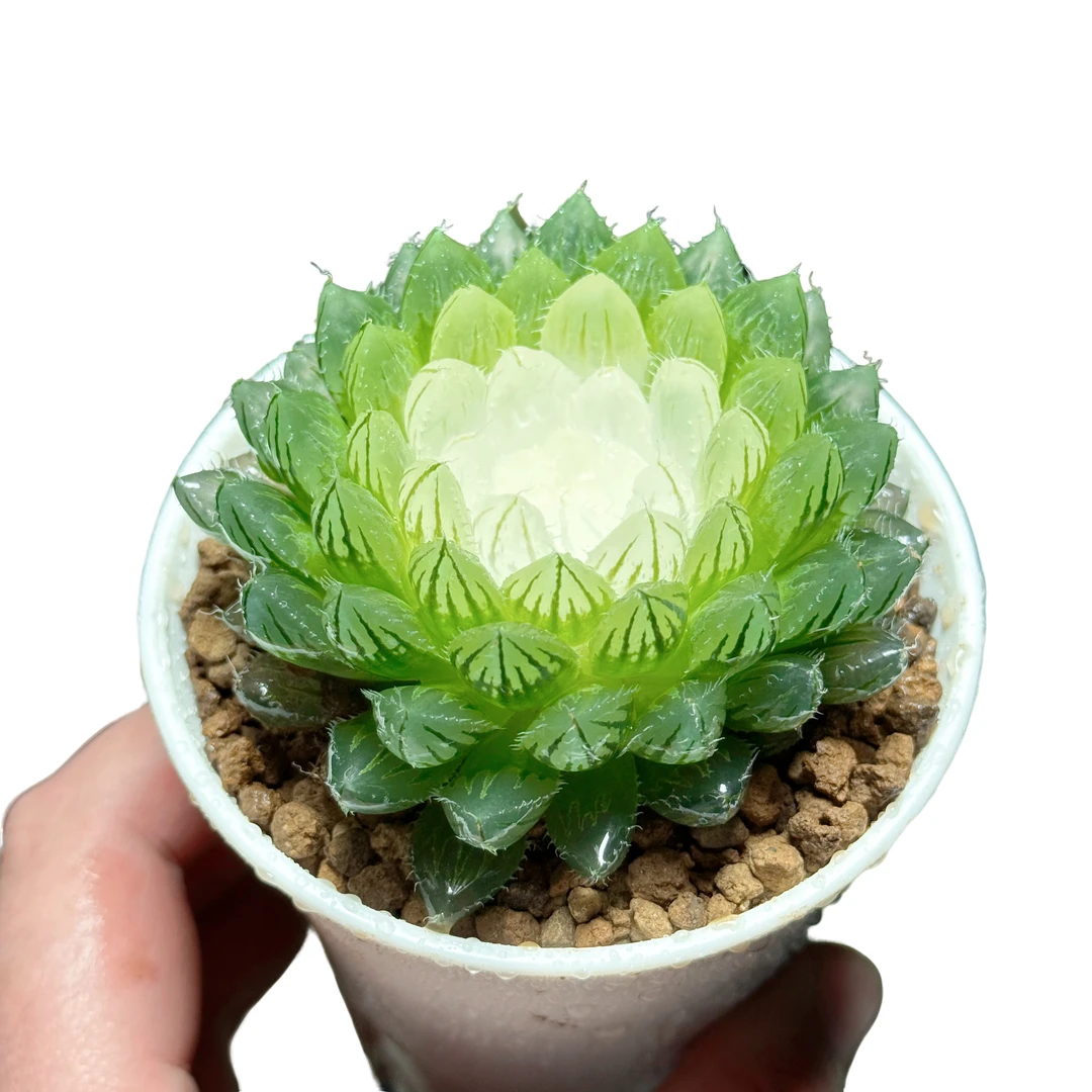 【宝莲灯】十二卷新手好养多肉植物根系带土原盆栽培种植拍下发