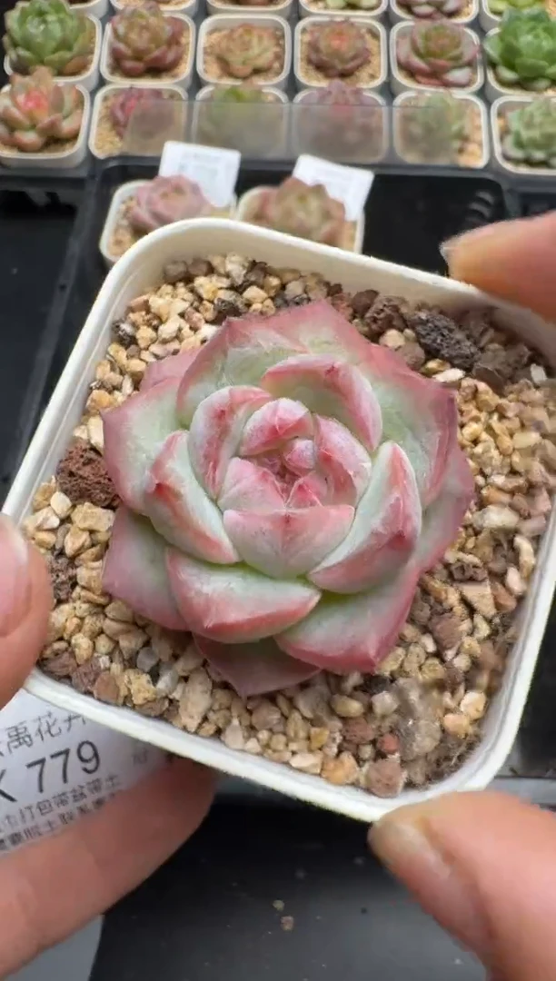 777K云禹多肉植物 带盆土纸巾打包 当天拍3颗包邮