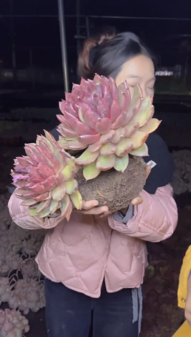 【闪购商品】17-双头起老桩黑水晶18CM