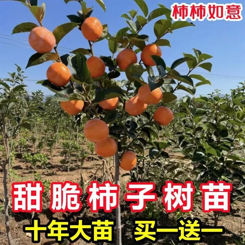 包活甜脆柿子树苗嫁接果树苗南方北方种植当年结果火晶奶油柿子树