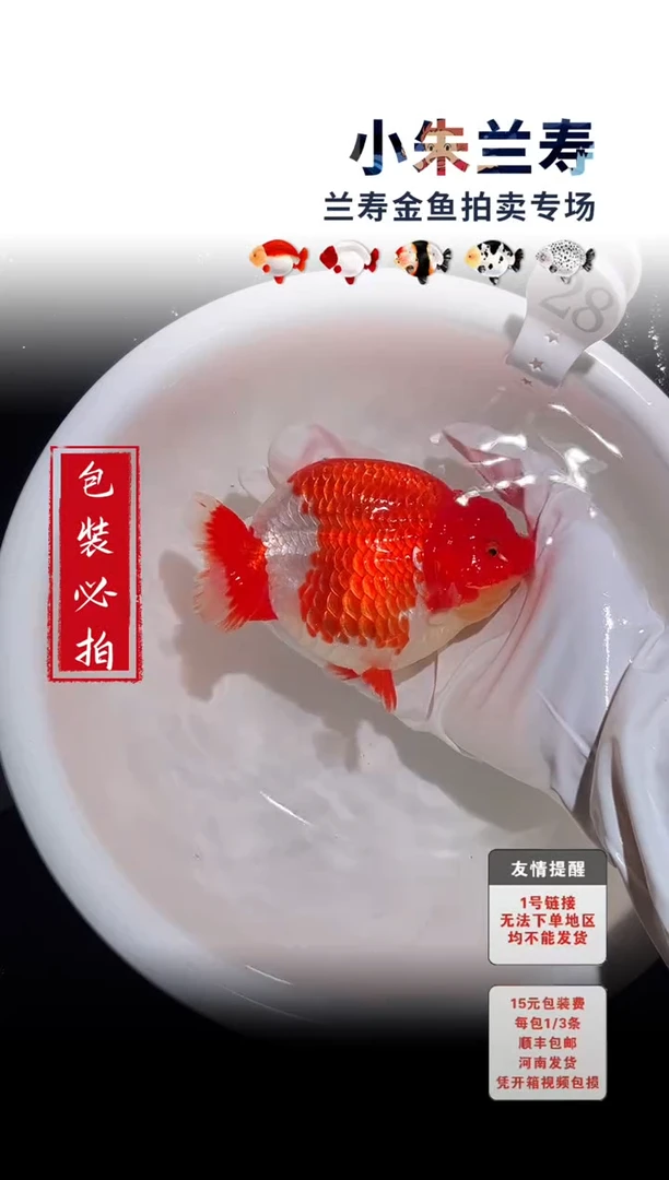 金鱼包装必拍未拍顺丰到付28号