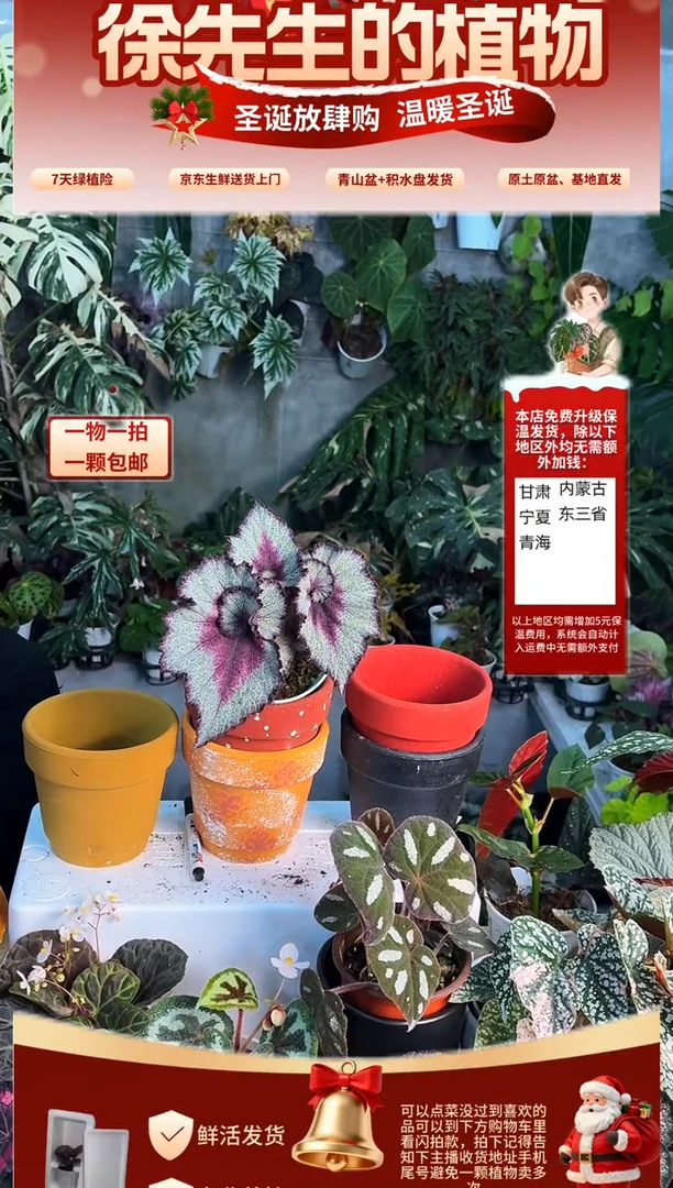 完全开放舒雅秋海唐