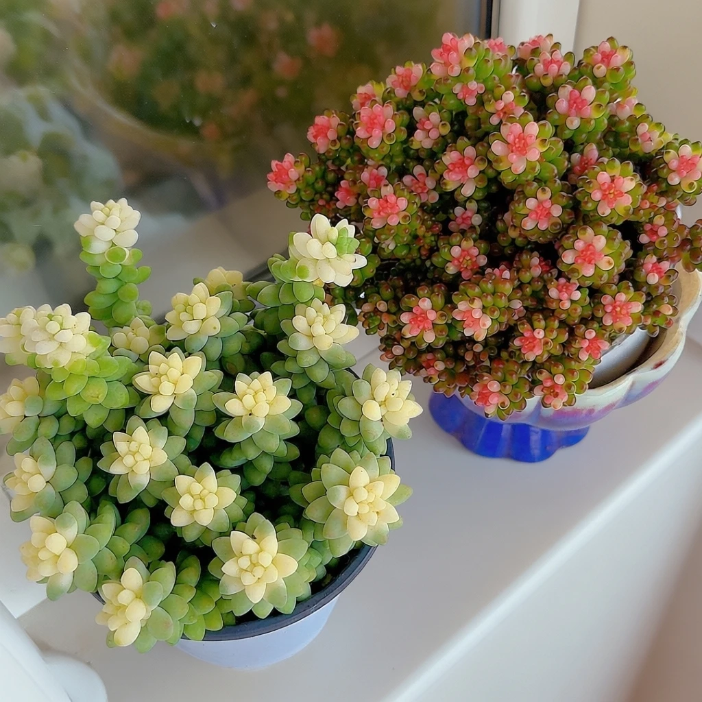 雪花玉坠七彩龙珠多肉植物新手好养活净化空气适合室内外花卉绿植