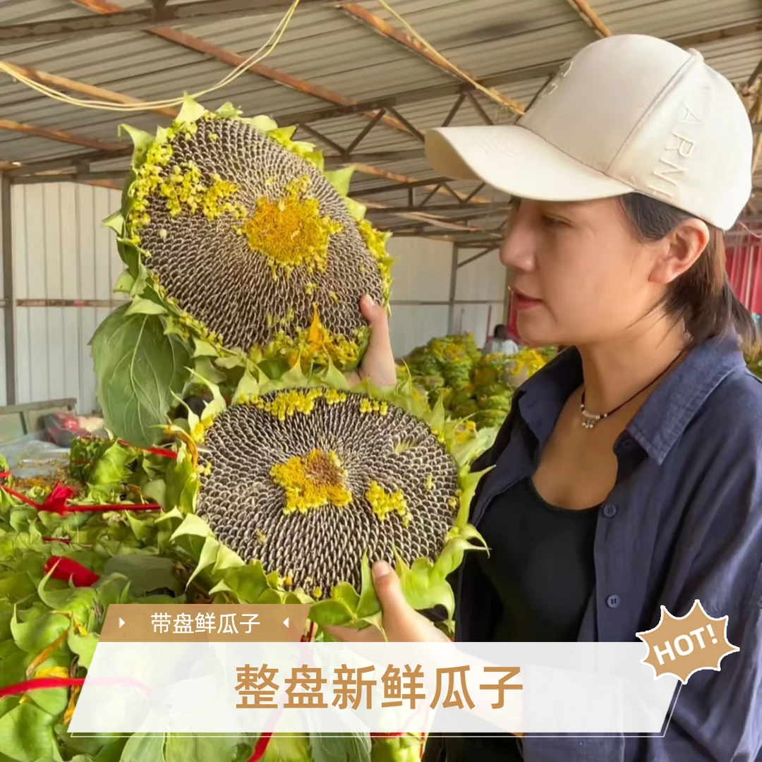 【整盘新鲜瓜子】向日葵瓜子带盘现采现摘生瓜子湿瓜子2盘约3-5斤