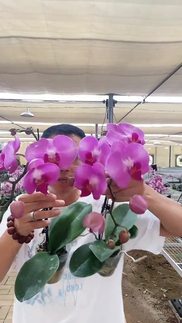 大部分开放少量花苞粉花2棵