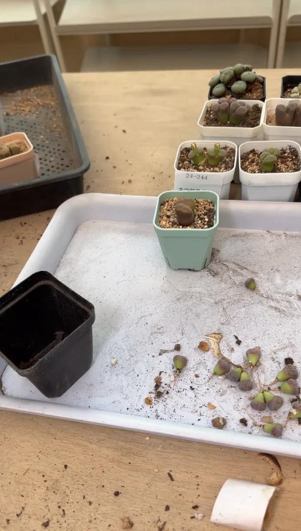 l****蔡24-263多肉植物肉锥