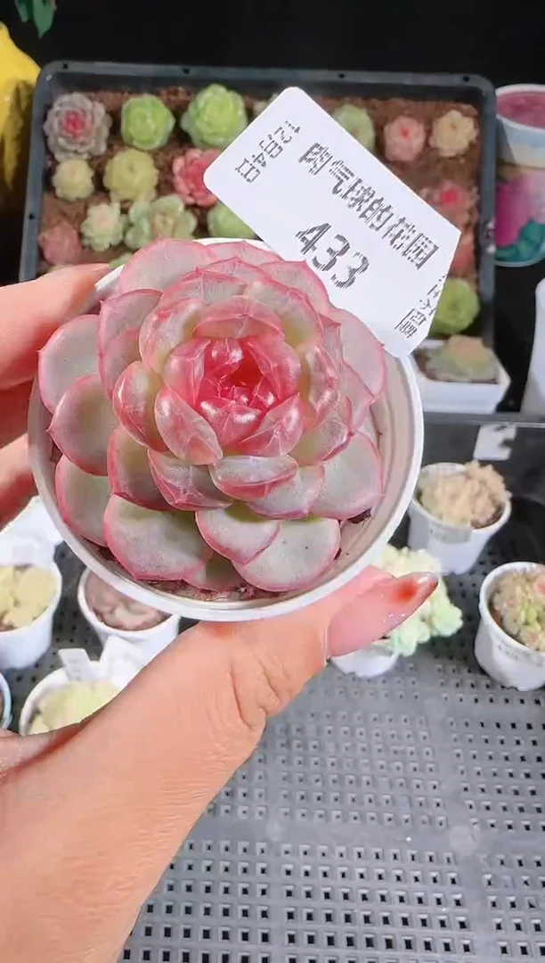 104-433甘棠多肉群生不包整