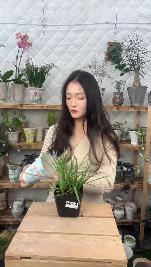 无花朵304葡萄风信子