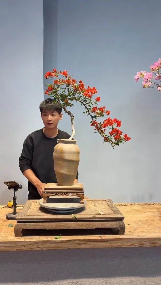 以实际为准三角梅51