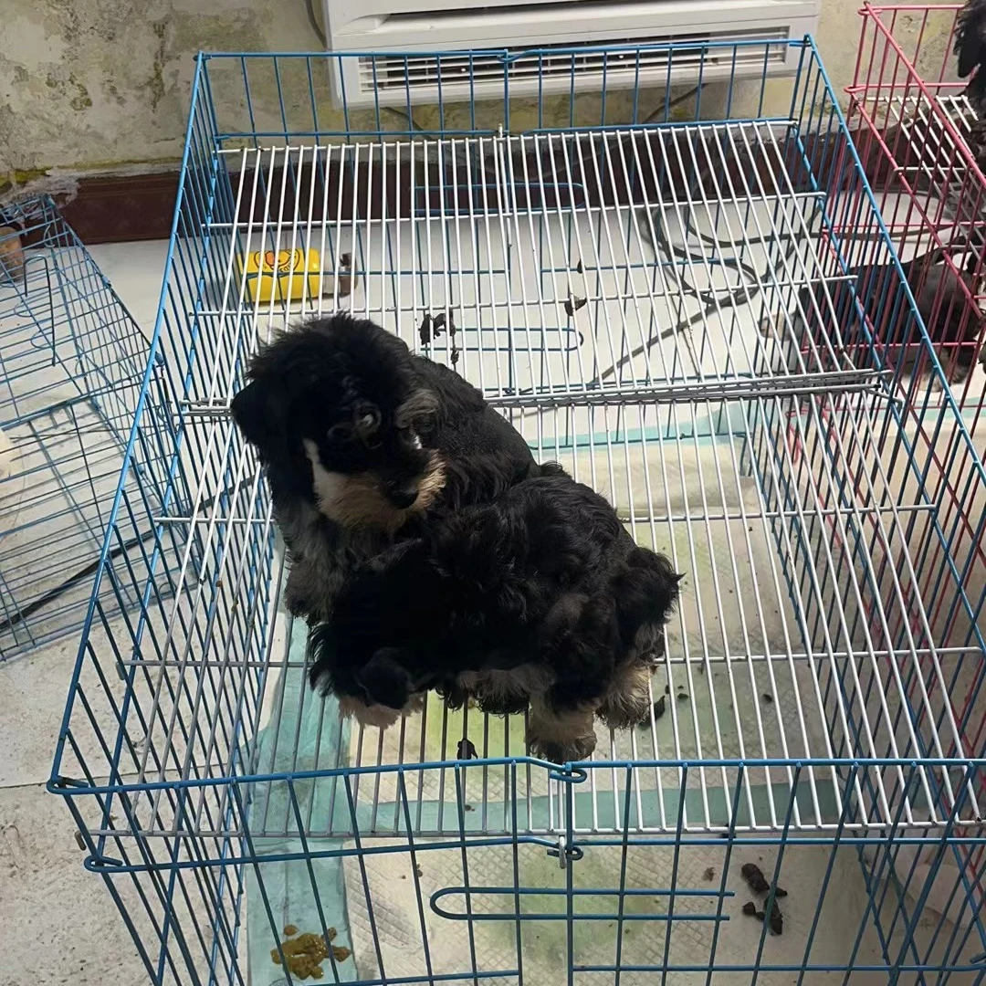 宠物泰迪比熊金毛拉布拉多雪纳瑞展示笼