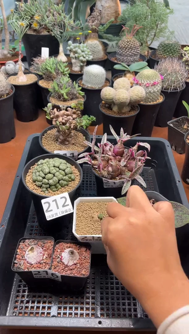 麻****版限量版专拍鸡毛毯子（带盆）