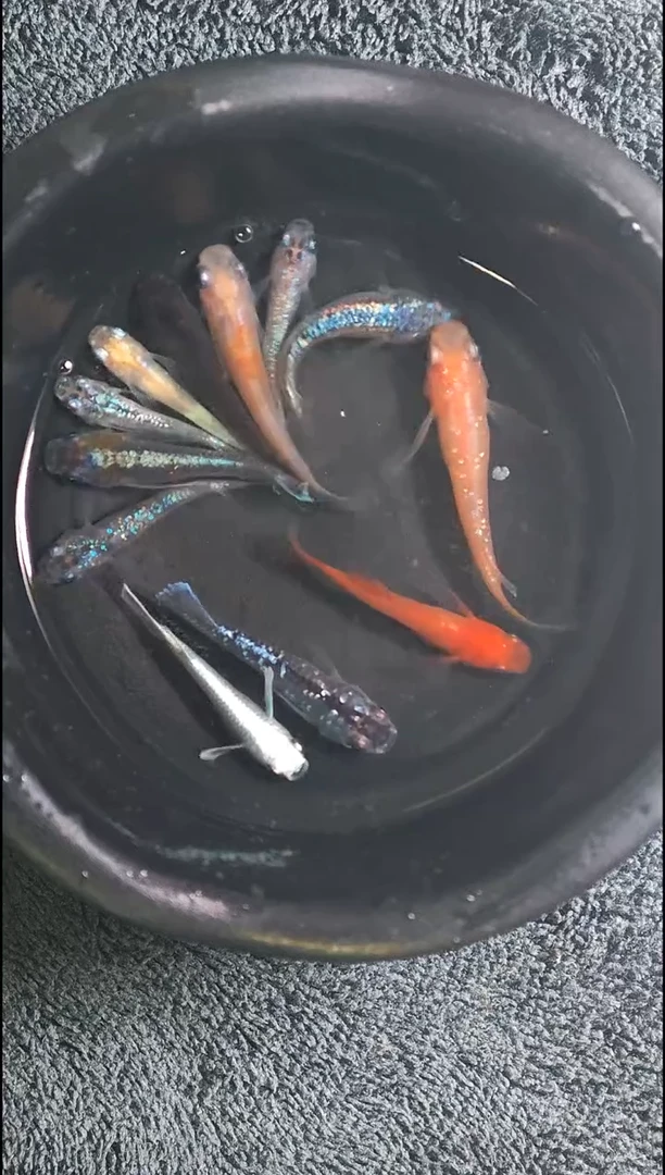 青鳉鱼观背青鳉21