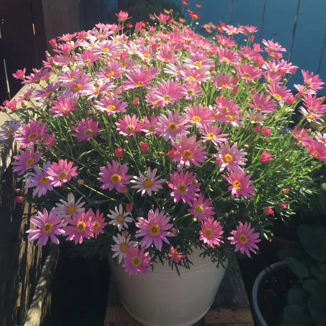 可爱粉-1.5加仑盆 玛格丽特盆栽带花苞-1