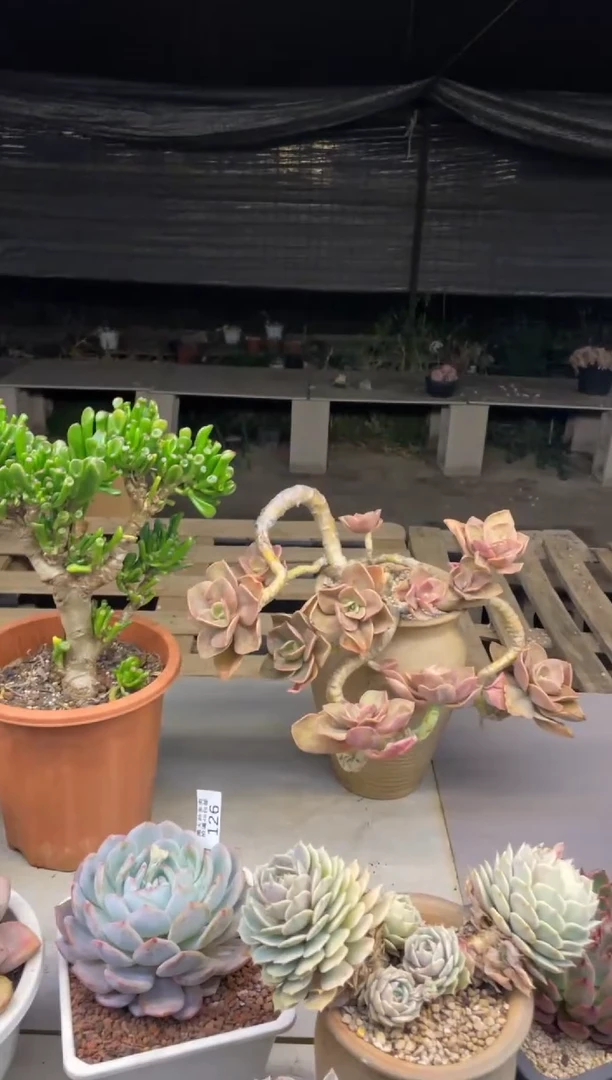 【闪购商品】268赫氏