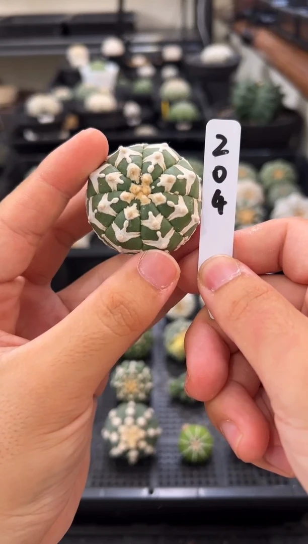 琉璃v实生根星兜仙人球编码204