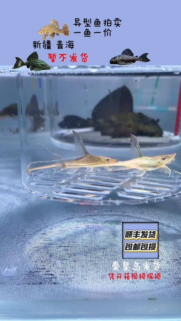 清道夫一对 不包入缸损31