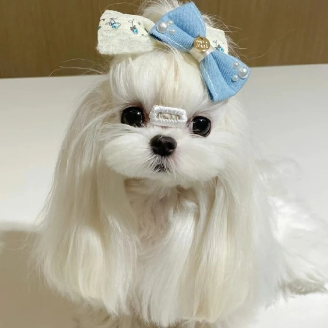 （泰迪熊宠物世家）T狗狗活体