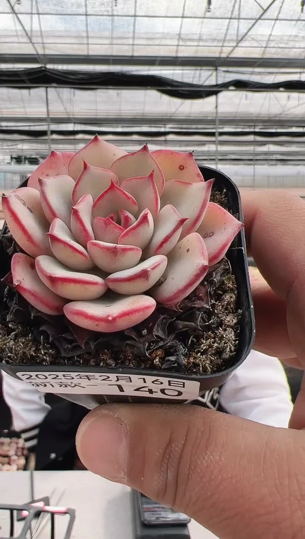 【闪购商品】新款多肉-140