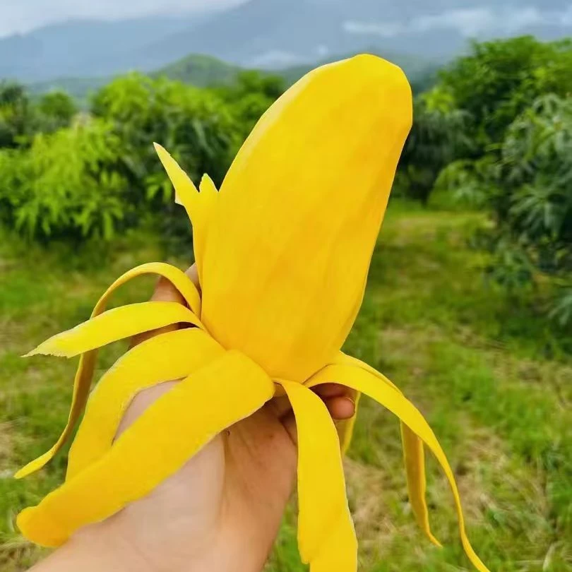 攀枝花芒果独有品质攀岩二号一级果整箱包邮