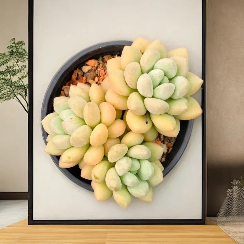 可爱泡泡糖 （任意两单包邮，）