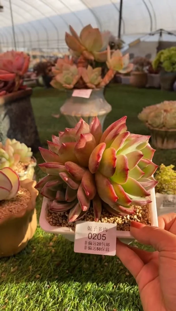 0205aa（满28包邮发货）