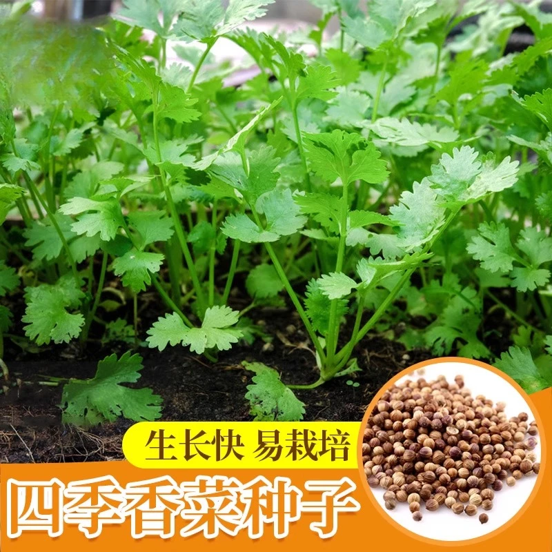 香菜种子香菜籽菜种子大叶四季易种阳台室内盆栽种籽蔬菜种子