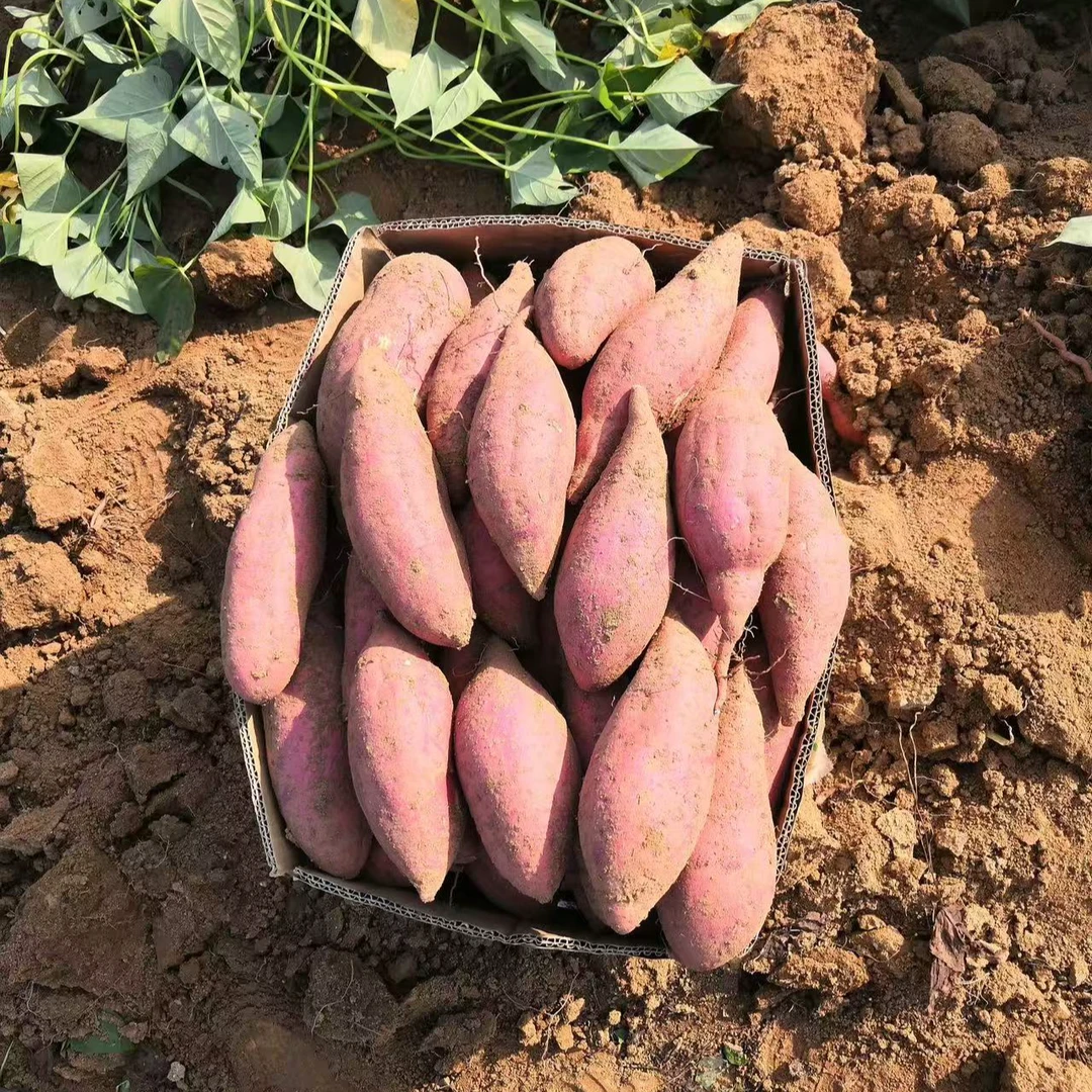 新鲜现挖超甜红心蜜薯红薯西瓜红正宗软糯香甜沙地农家自种地瓜