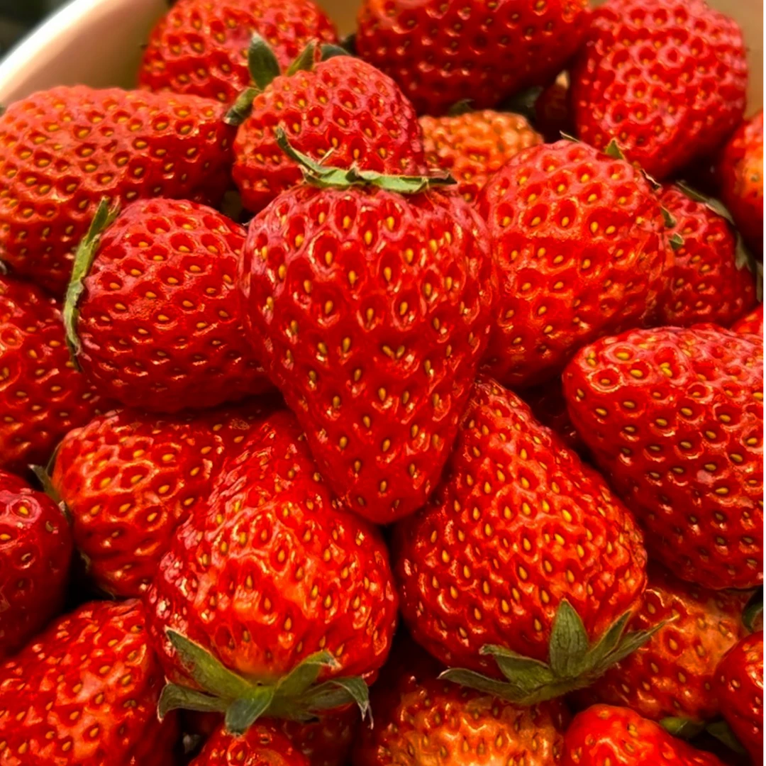 散称江西萍乡本地奶油草莓大/小果(500g~2斤）99草莓中国大陆