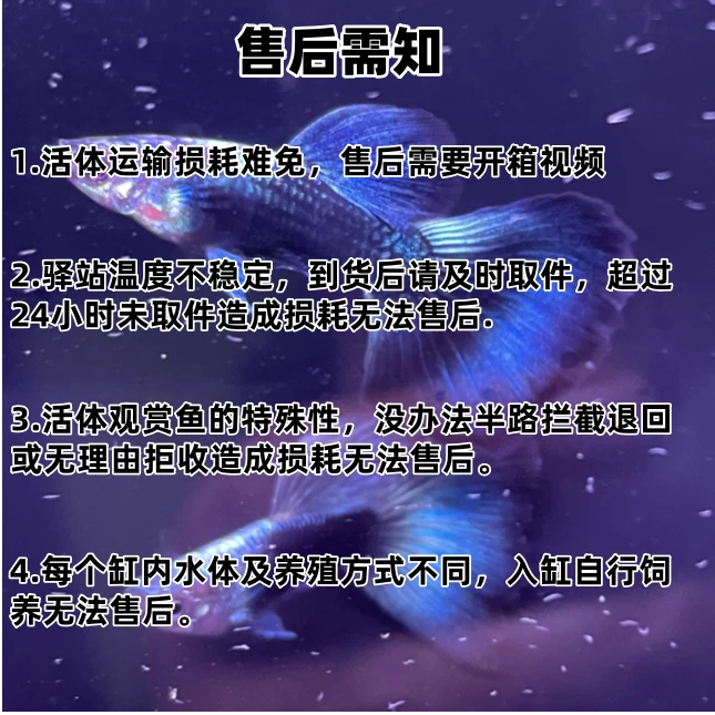 孔雀鱼血红公母搭对母大C
