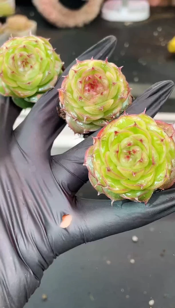 闪购1532 极光多肉一颗 3.8厘米