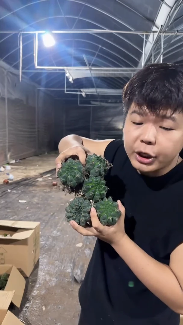 5颗 实生根 绯花玉 4-6cm