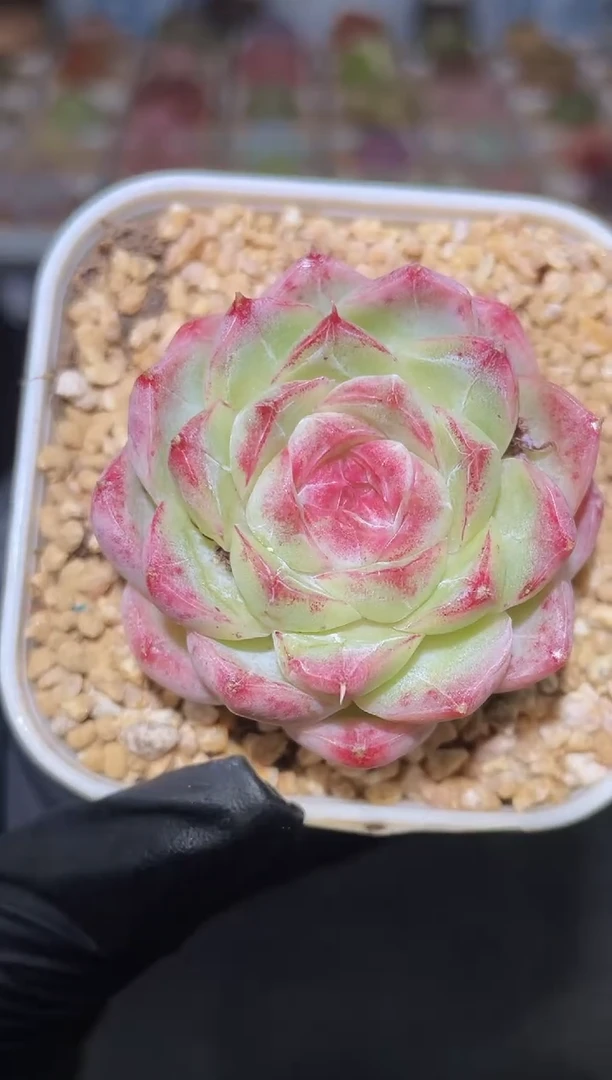 闪购2467 莫奈花圆多肉一颗   4-4.5厘米