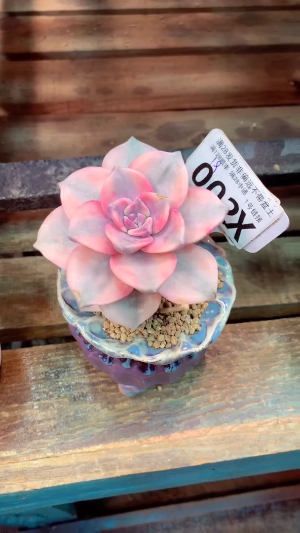 002X （一物一拍实付满28发货，默认不带盆土）