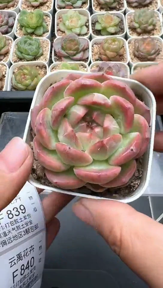 837F云禹多肉植物 默认脱土纸巾打包 3颗包邮