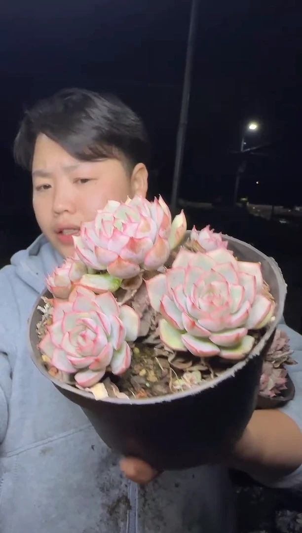 艾格利亚玫瑰（枯叶多）5