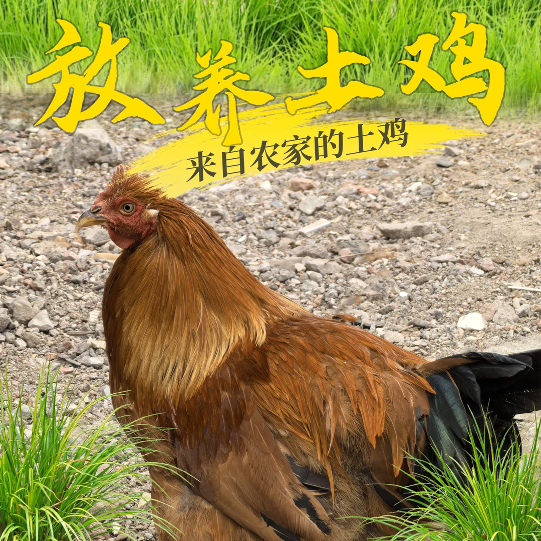 谷香鸡散养300天骟鸡稻谷鸡 包冰率不含冰