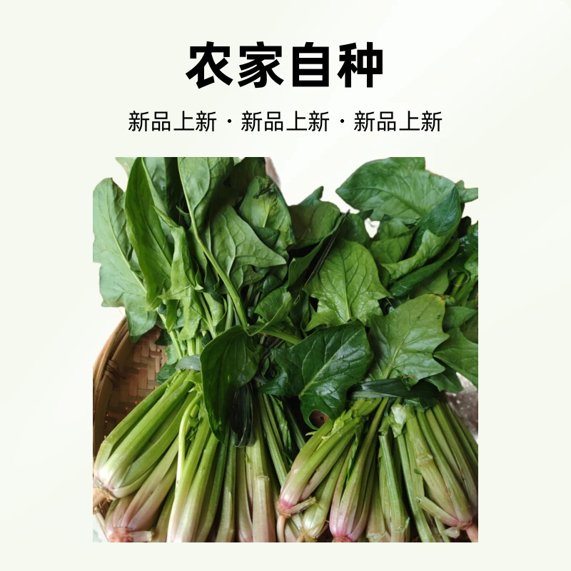 （菠菜）湘西本地农家自种