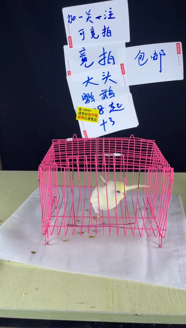 虎皮鹦鹉特色虎皮